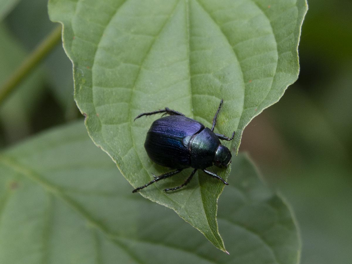 Anomala dubia